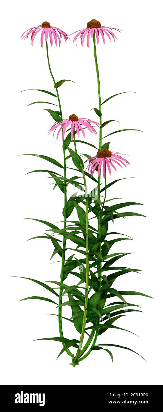 3D rendering of cone flowers isolated on white background Stock Photo