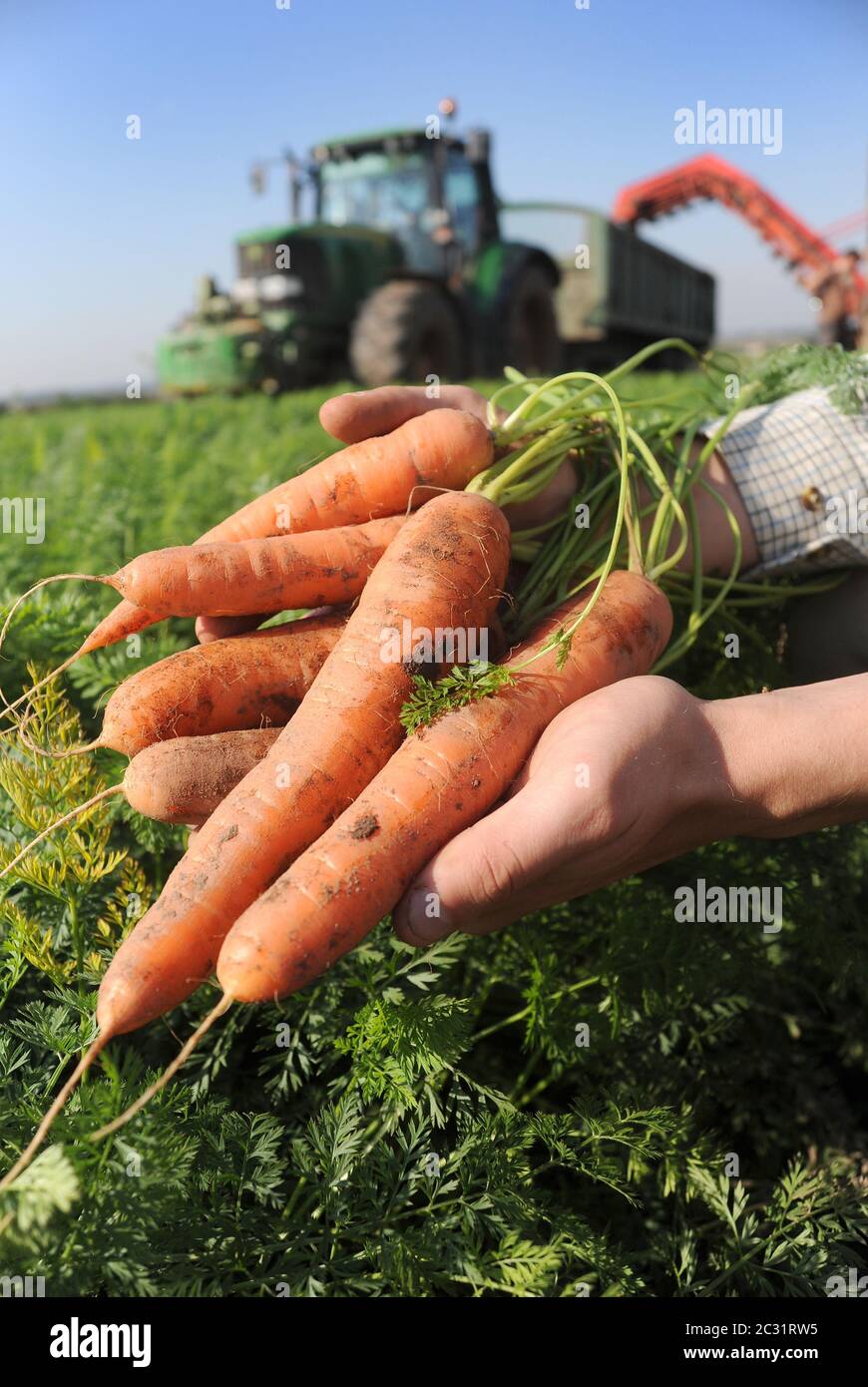 CARROTS BEING HARVESTED FROM FIELD RE BREXIT FARMING FOOD PRODUCTION ORGANIC TRADE DEALS FARMERS CROPS ETC UK Stock Photo