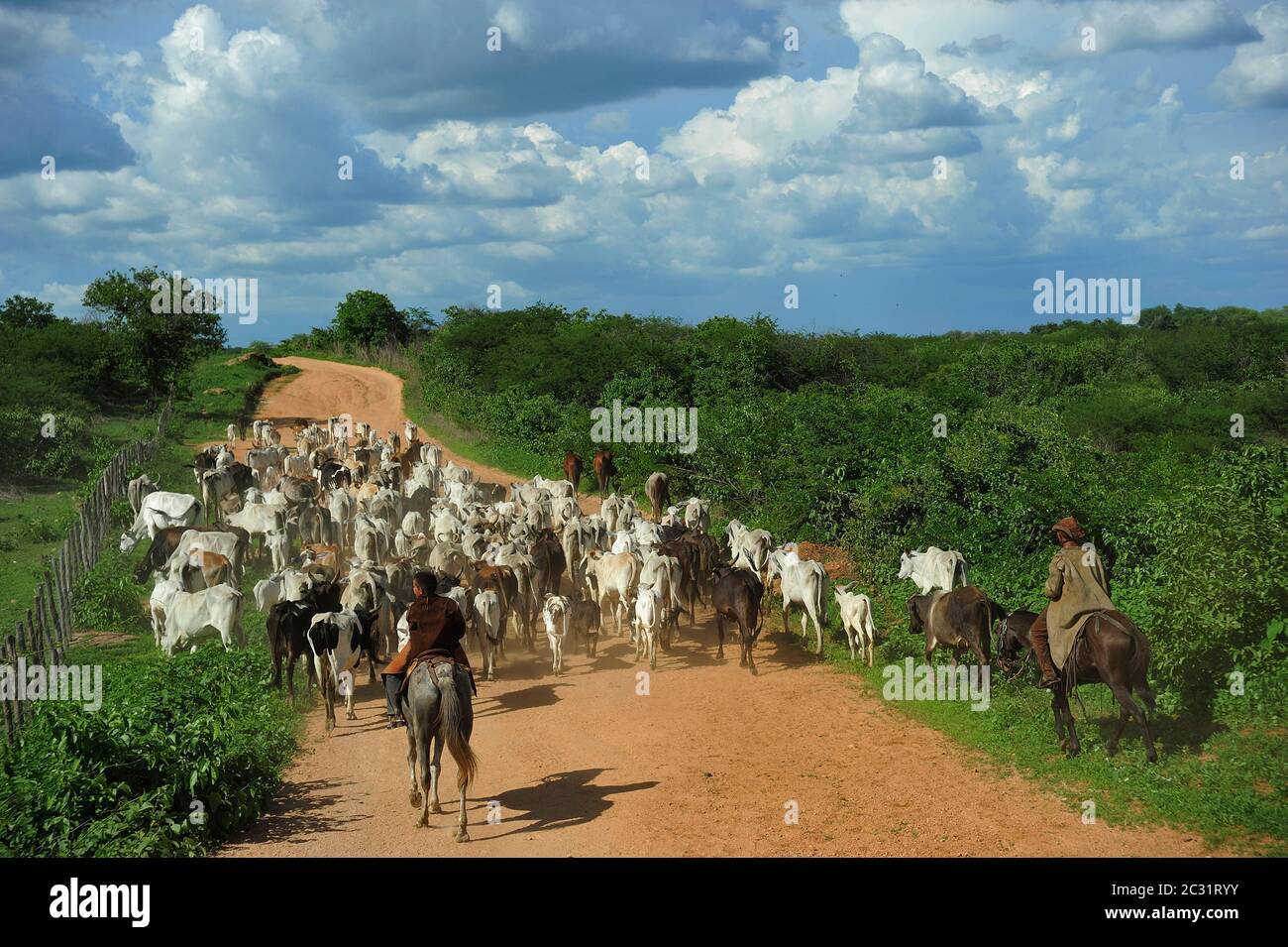 Herd of cow in pasture for cattle breeding, next to a fence, in the hinterland of Ceará state. Drought-affected region, economical crisis, poverty Stock Photo