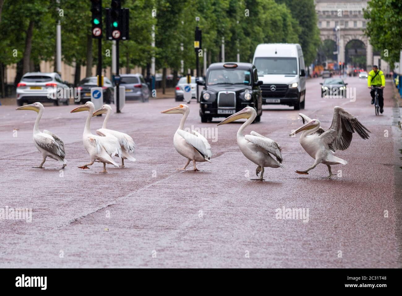 Pelicans crossing The Mall road in London, from St. James's Park, stopping traffic. Pelican crossing with attitude. Large birds walking in road Stock Photo