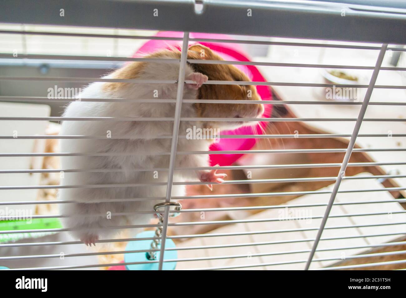 Syrian hamster in hamster cage Stock Photo Alamy