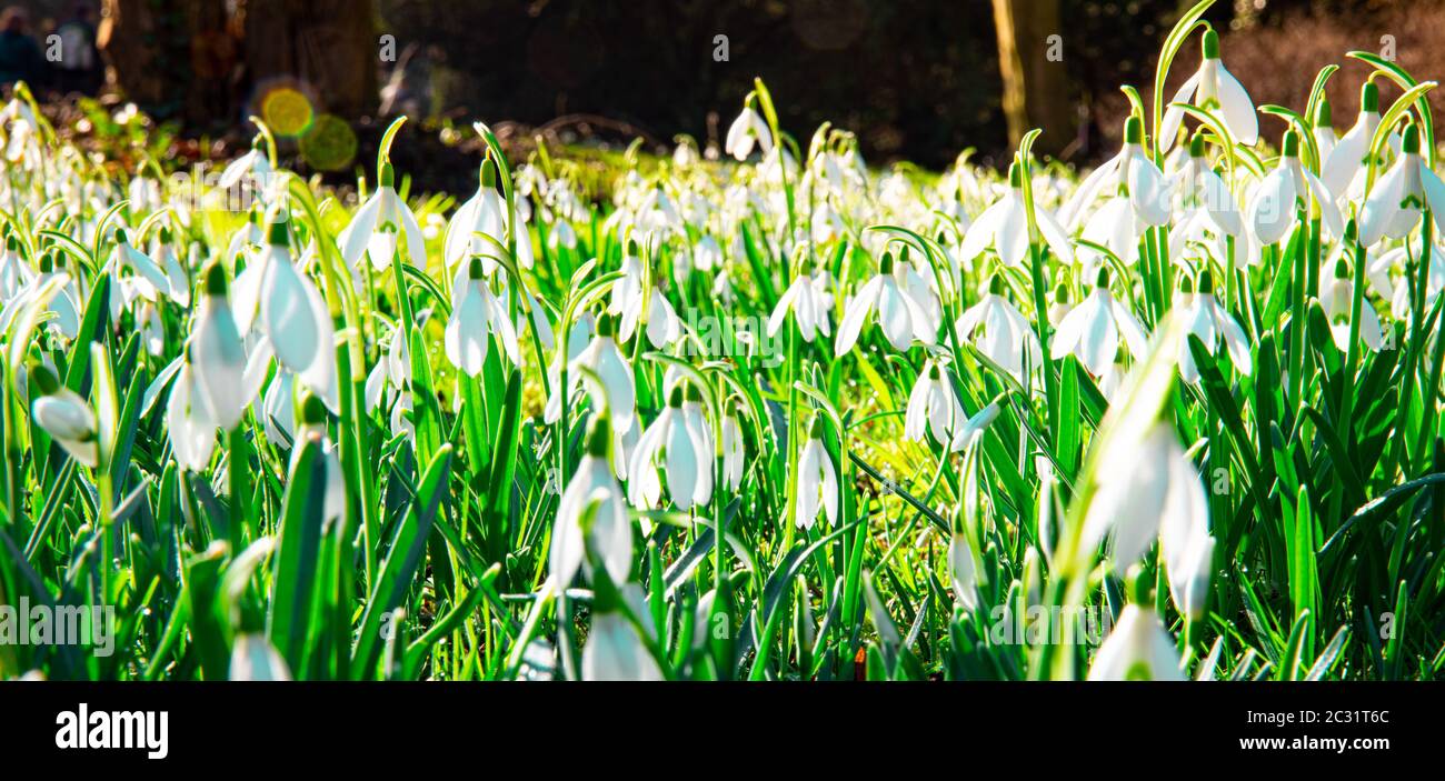 First beautiful spring flowers in the park Stock Photo - Alamy