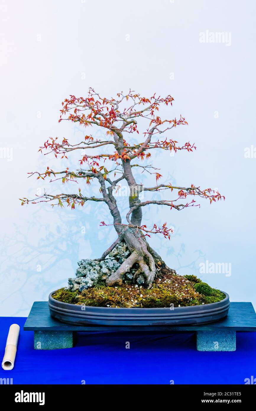 Japanese Maple, Acer Palmatum, bonsai tree, originally from Japan, China and Korea. It owes botanical name to hand shaped leaves. In pot on blue table Stock Photo