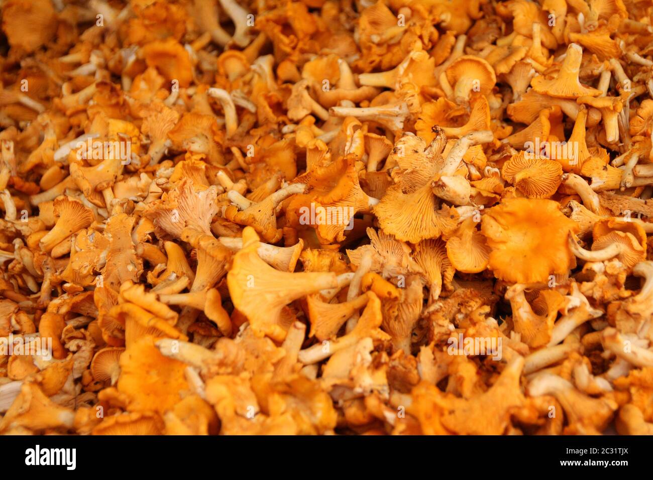 Close up of brown Kantarell mushrooms Stock Photo