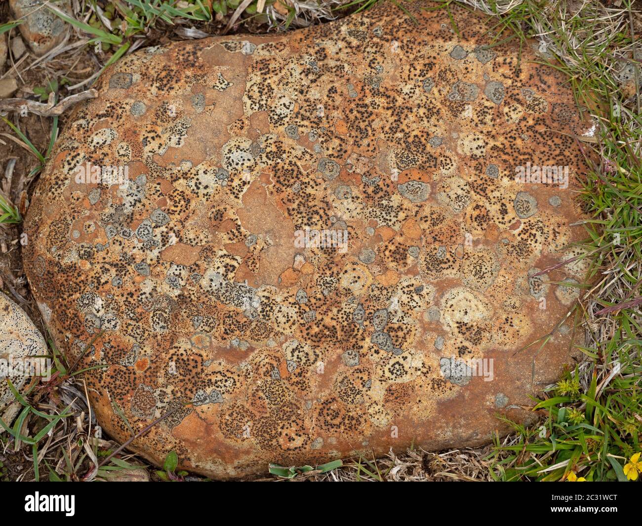 smooth rounded brown rock decorated with delicate natural patterns of concentric lichens that resemble detailed artwork in Cumbria, England, UK Stock Photo