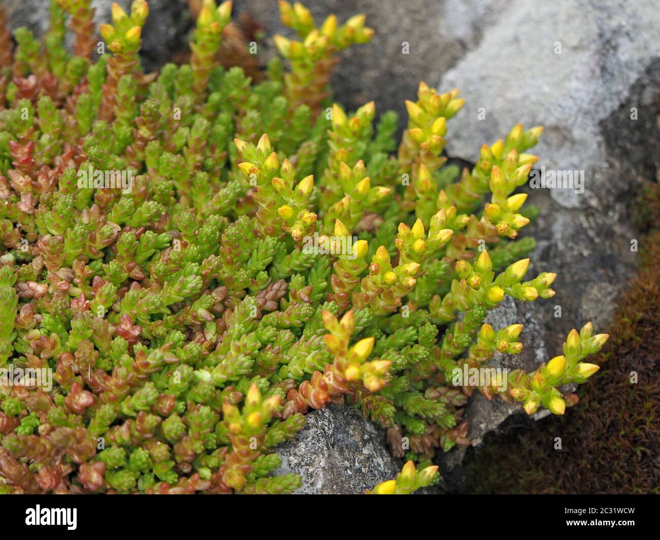 Yellow buds and prostrate green stems of Biting Stonecrop (Sedum acre) aka Stonepepper, Goldmoss Sedum, on limestone outcrop in  Cumbria, England, UK Stock Photo