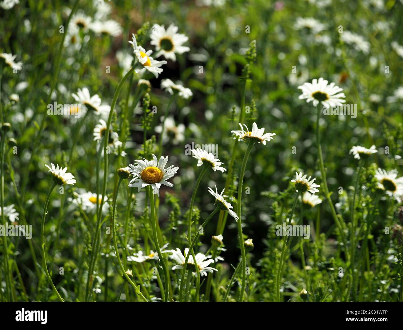 Mass of bright white and yellow flowers of Ox-eye Daisy or Dog Daisy (Leucanthemum vulgare) in sunny green wildflower meadow in Cumbria, England, UK Stock Photo