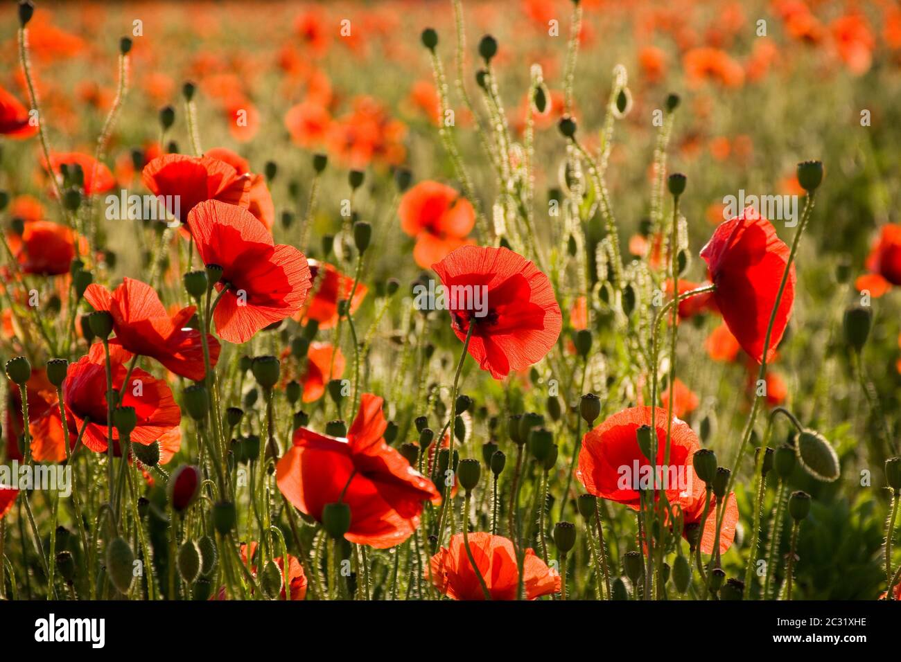 Poppy Field at Sunset, Ecton, Northamptonshire Stock Photo - Alamy