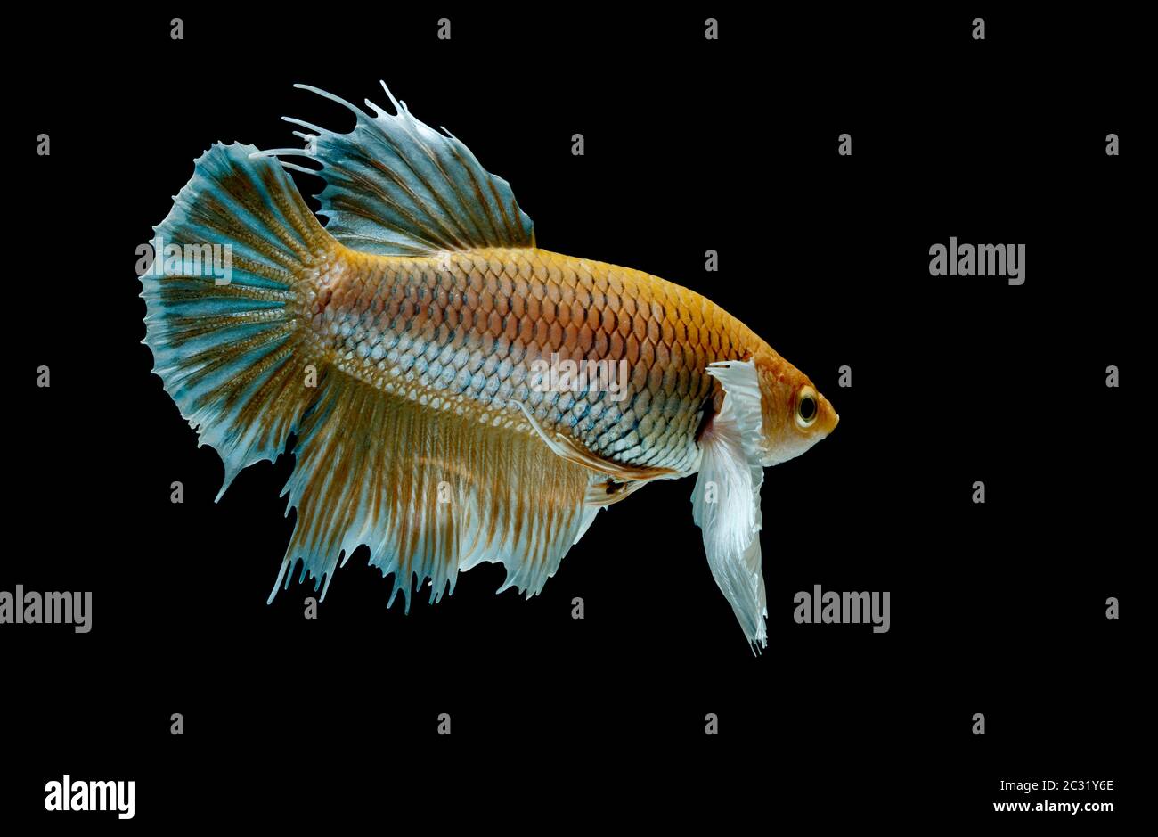 Siamese fighting fish fight yellow fish, Betta splendens, Betta fish, Halfmoon Betta. Stock Photo