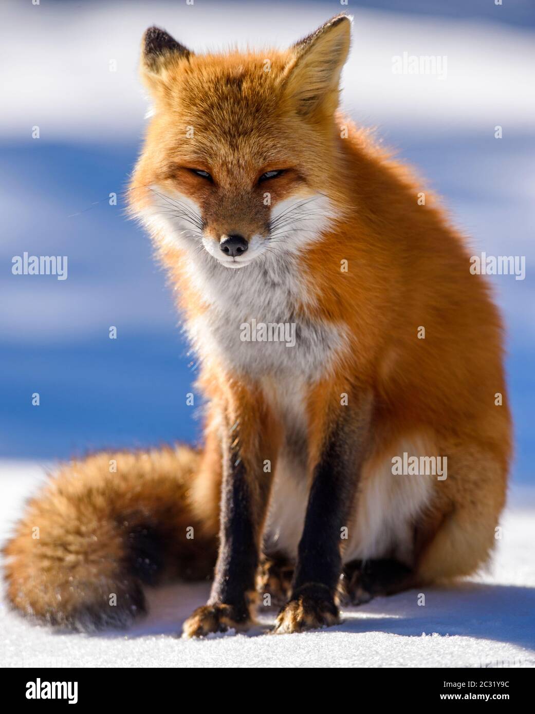 Red fox (Vulpes vulpes), Algonquin Provincial Park, Ontario, Canada ...