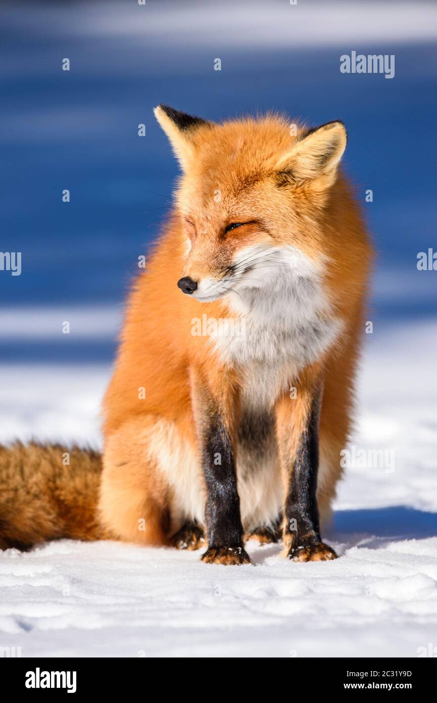 Red fox (Vulpes vulpes), Algonquin Provincial Park, Ontario, Canada ...