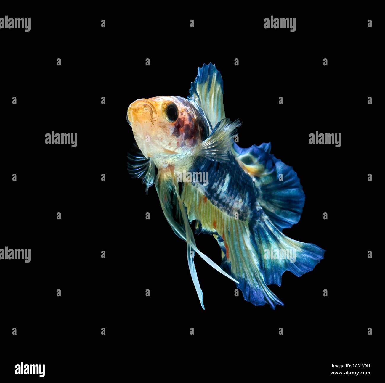 Siamese fighting fish fight blue fish, Betta splendens, Betta fish ...