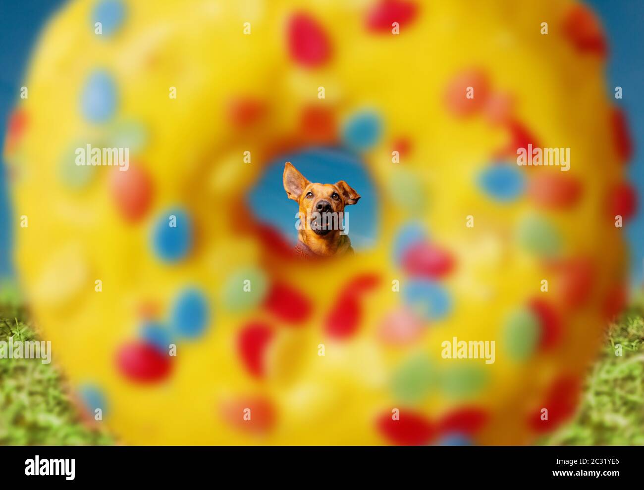 Cute little dog running to a big sweet colorful donut outdoors. Nutrition and food concept. Stock Photo