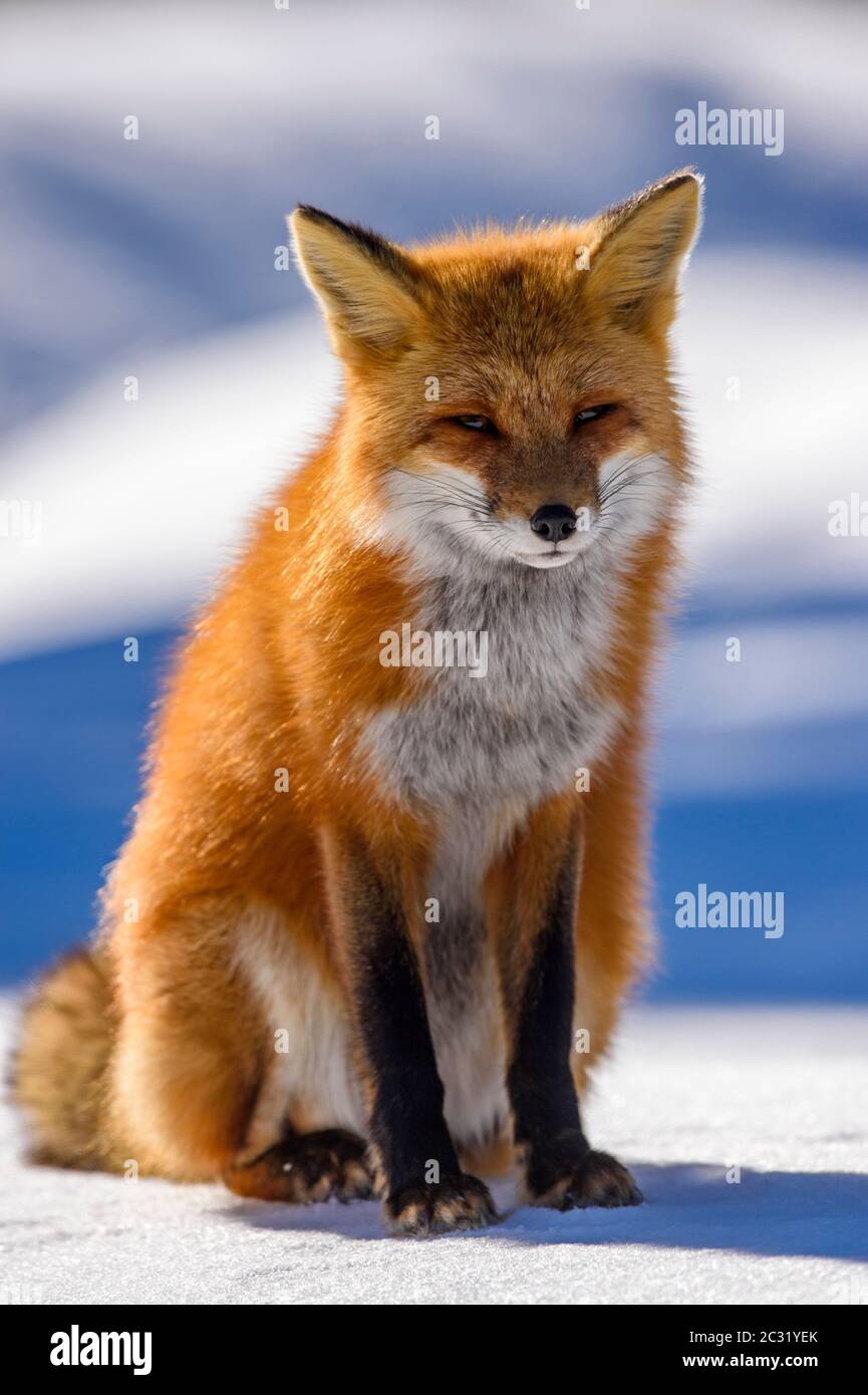 Red fox (Vulpes vulpes), Algonquin Provincial Park, Ontario, Canada ...