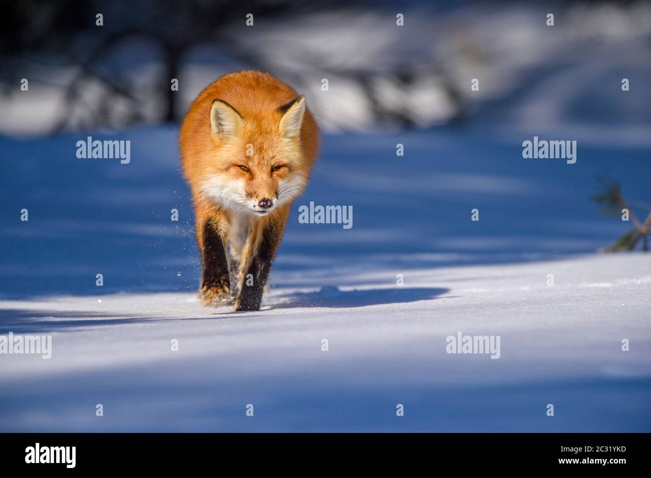Red fox (Vulpes vulpes), Algonquin Provincial Park, Ontario, Canada ...