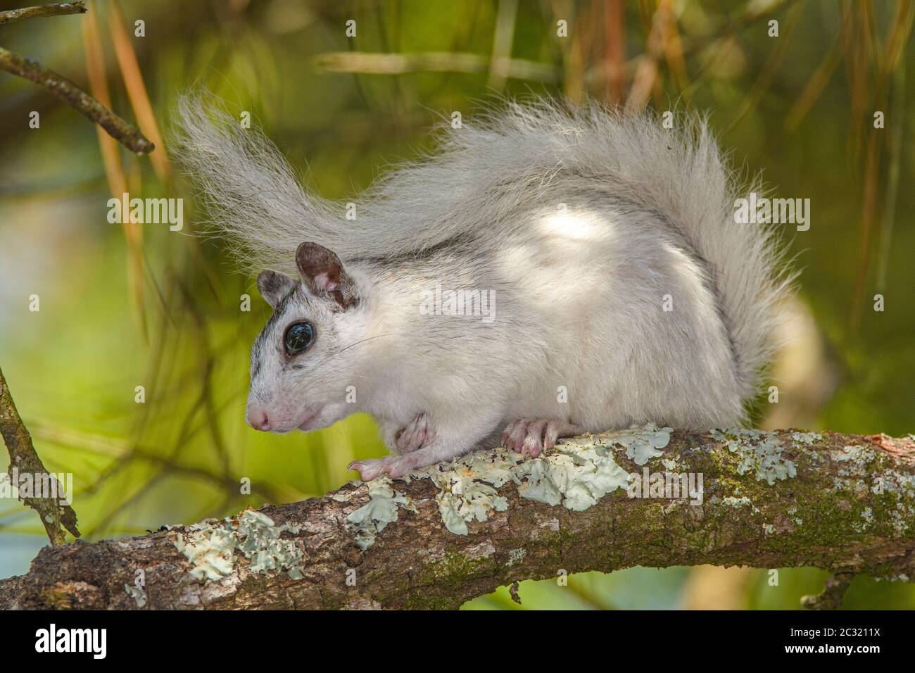 Eastern Gray Squirrel (Sciurus carolinensis) White phase, Ochlockonee River State Park, Florida, USA Stock Photo