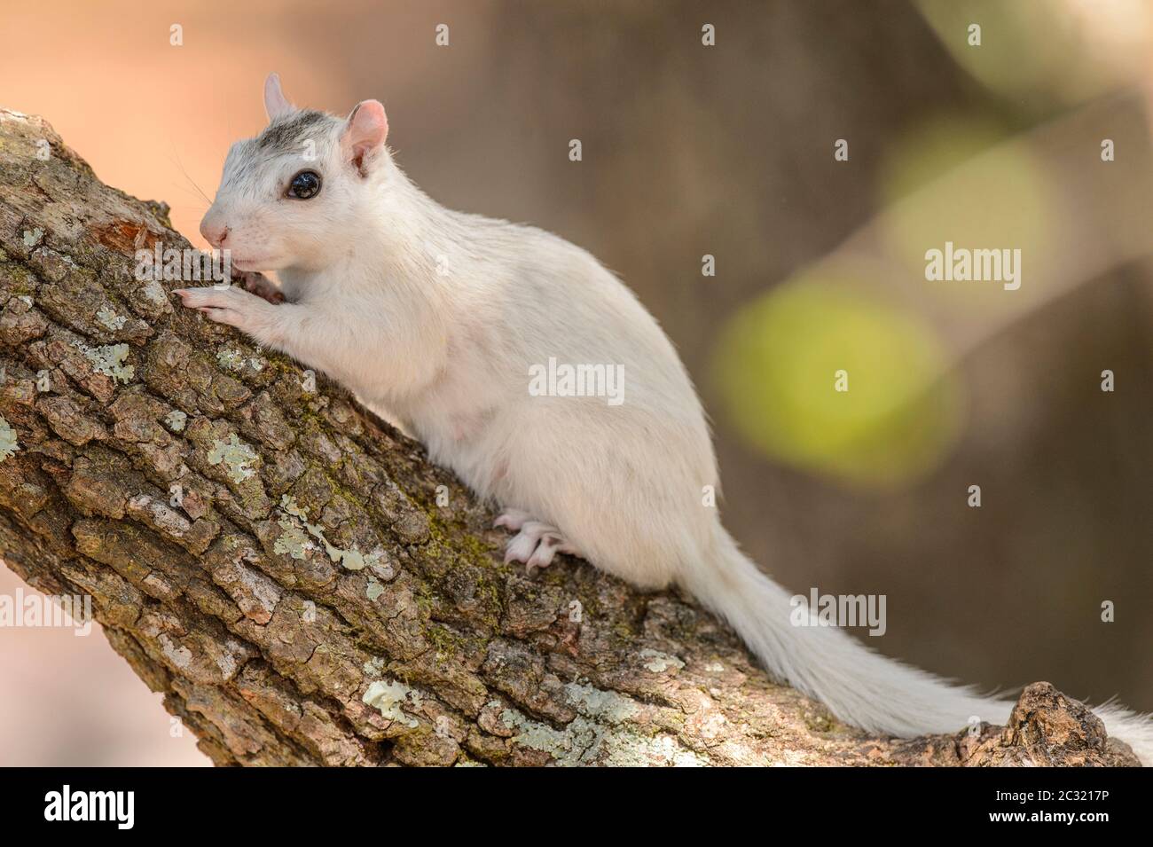 Eastern Gray Squirrel (Sciurus carolinensis) White phase, Ochlockonee River State Park, Florida, USA Stock Photo