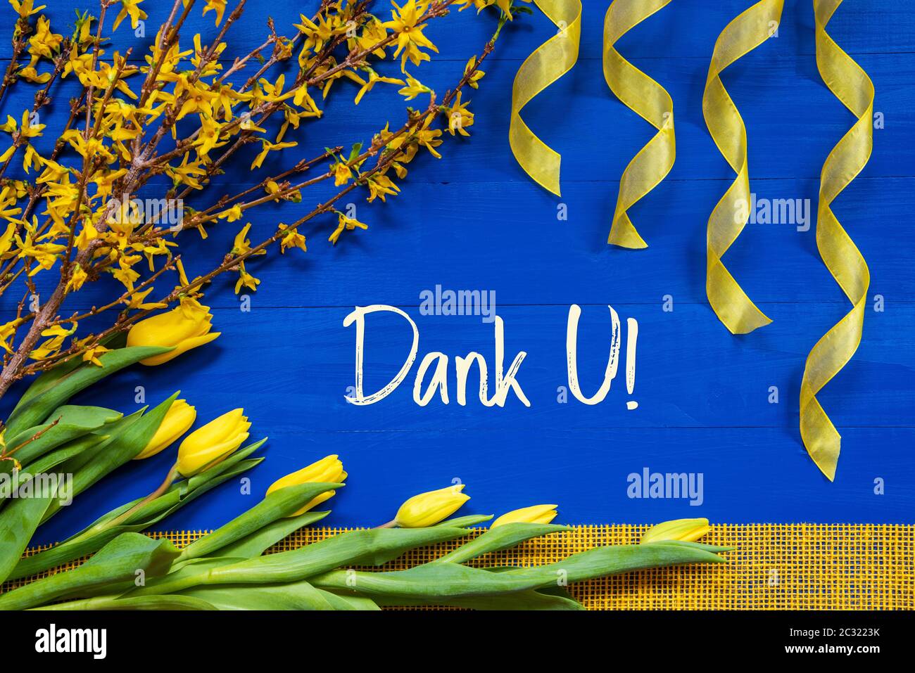 Dutch Text Dank U Means Thank You. Yellow Spring Flowers Like Tulip And Branches. Festive Decoration With Ribbon. Blue Wooden Background Stock Photo