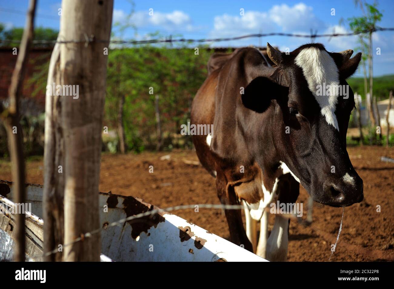 Cow in pasture for cattle breeding in backyard, next to a fence, in the hinterland of Ceará state. Drought-affected region, economical crisis, poverty Stock Photo