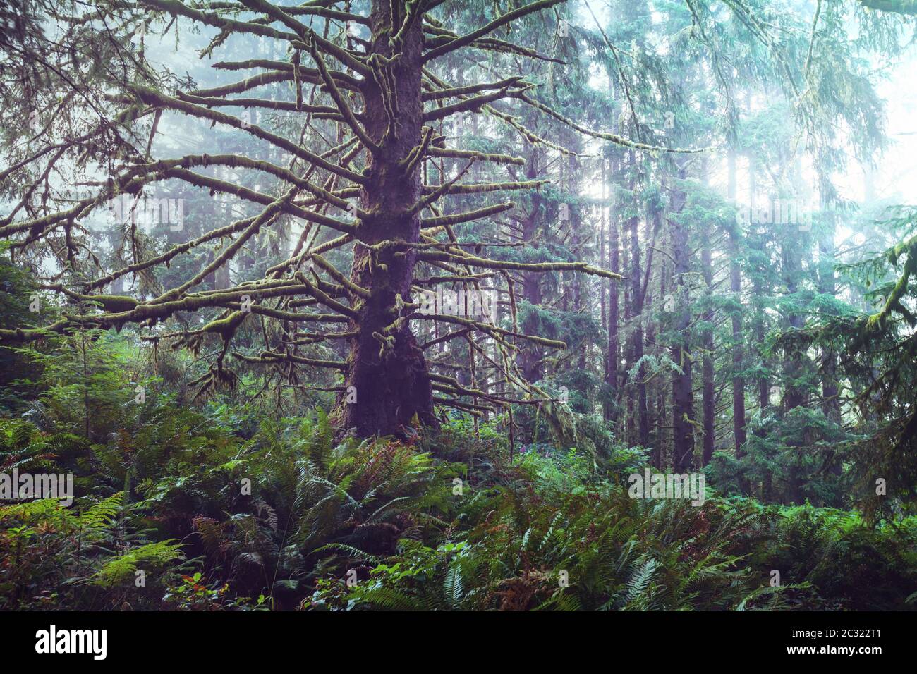 Rain forest in grand hi-res stock photography and images - Alamy