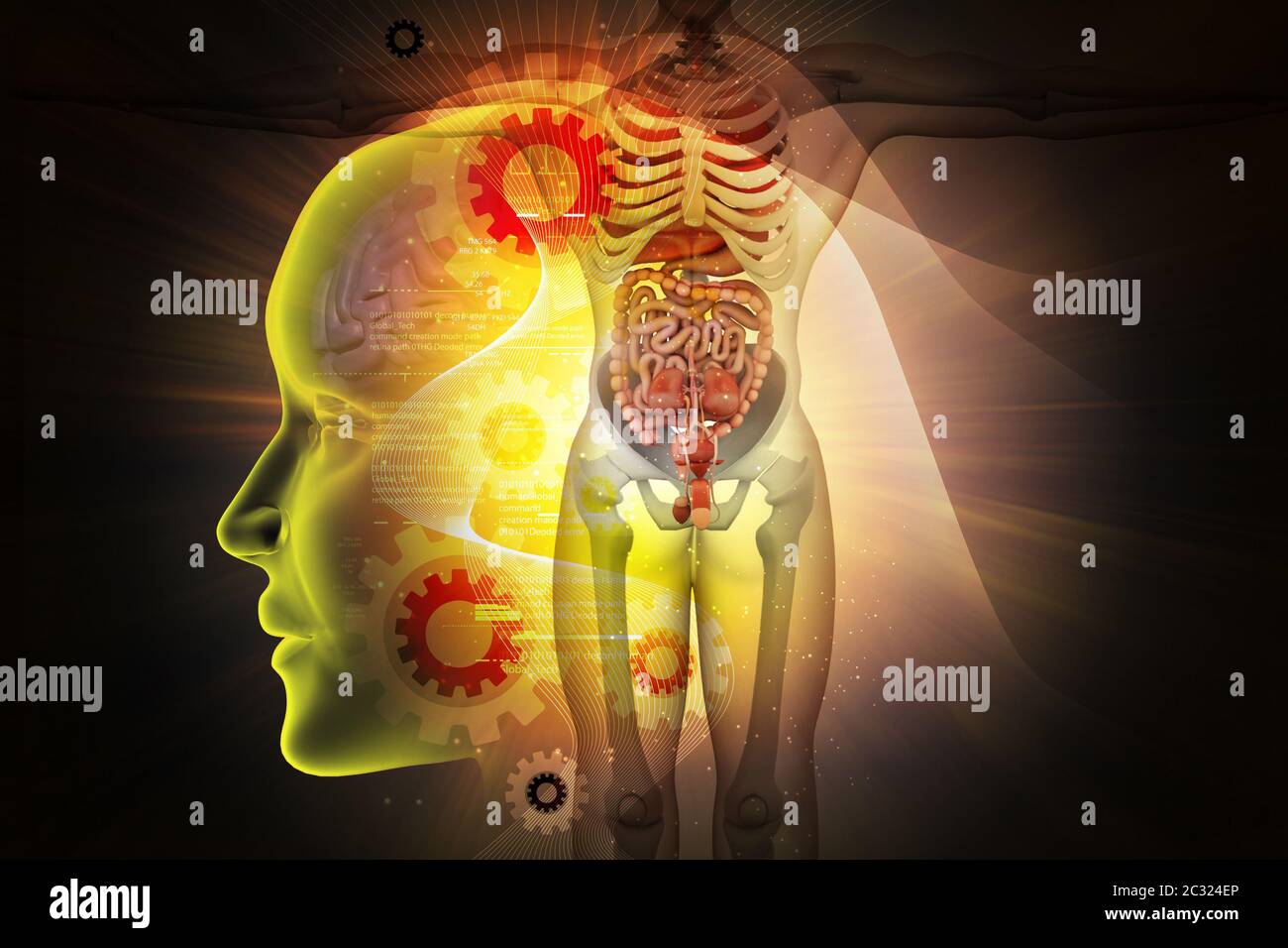 Male chest anatomy heart veins hi-res stock photography and images - Alamy