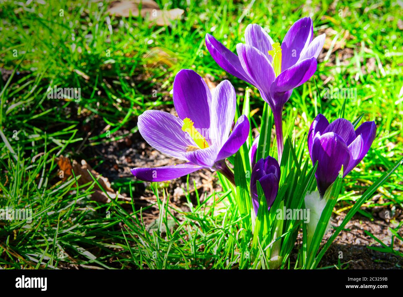 First beautiful spring flowers in the park Stock Photo - Alamy