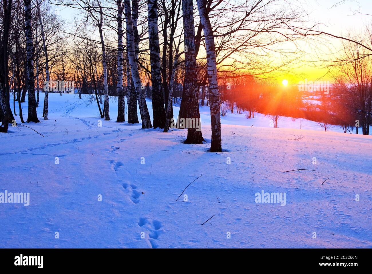 Beautiful sunset in a winter forest Stock Photo