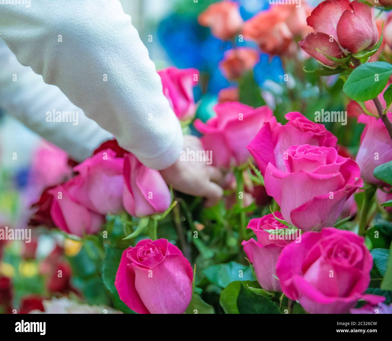 woman chooses roses in a flower shop Stock Photo - Alamy