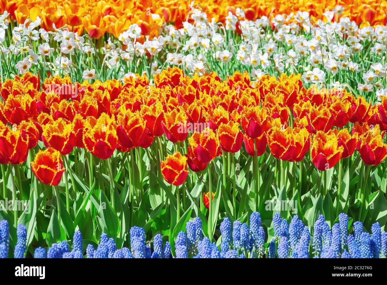 Red and Yellow Tulips Stock Photo
