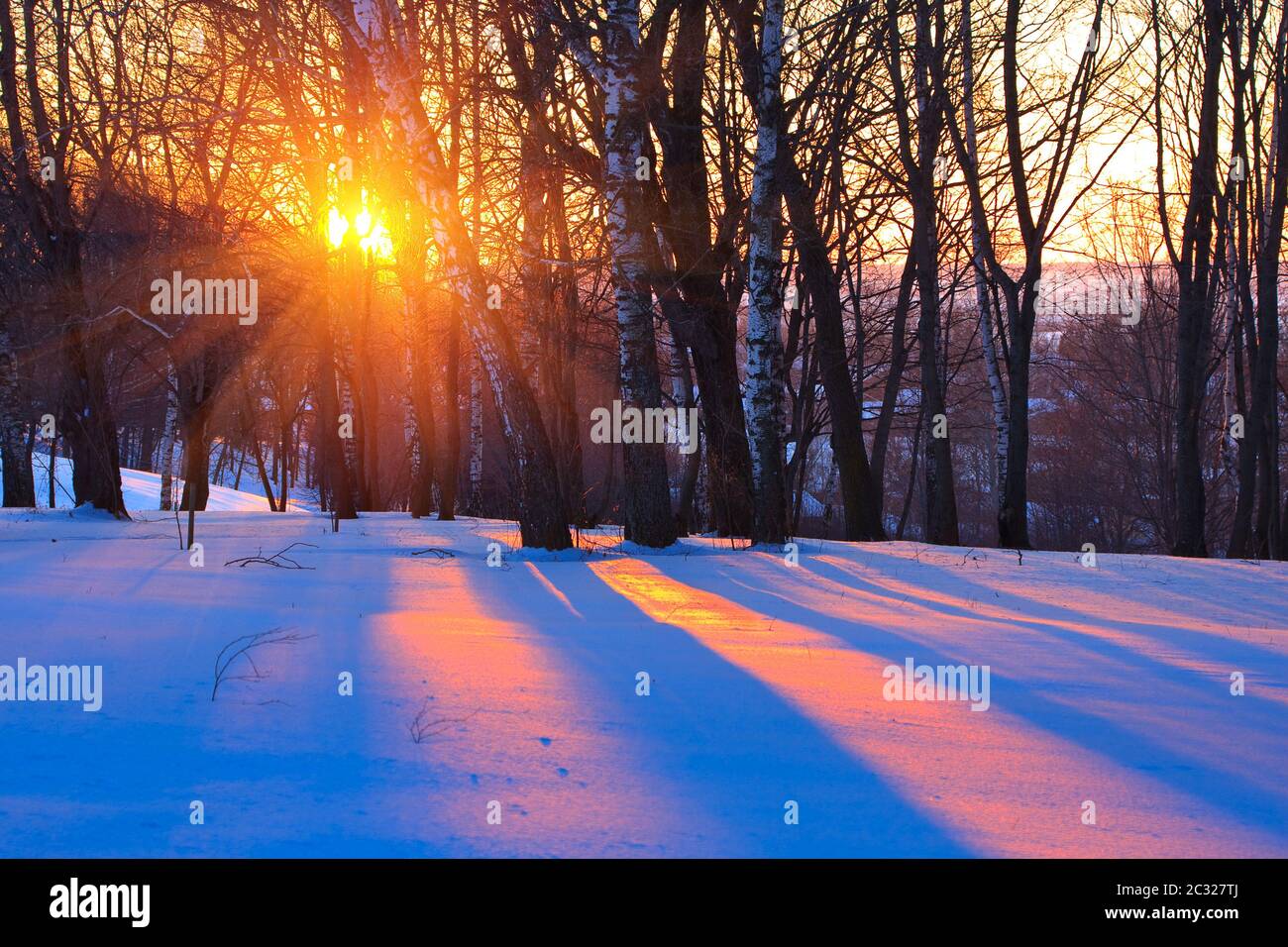 Red sunset in a winter forest Stock Photo