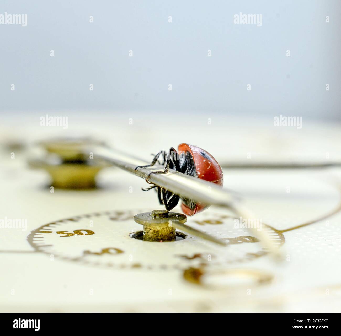 Ladybug on an old clock surface., time concept Stock Photo