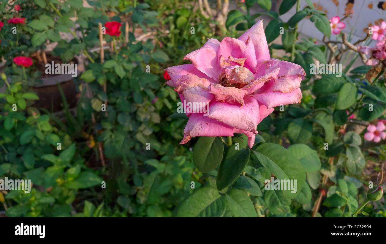 Pink roses wilting on the tree in nature Stock Photo Alamy