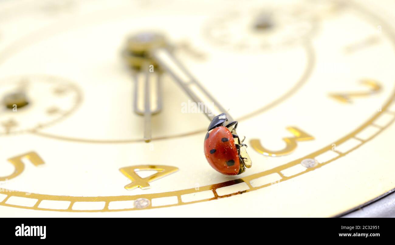 Ladybug on an old clock surface., time concept Stock Photo