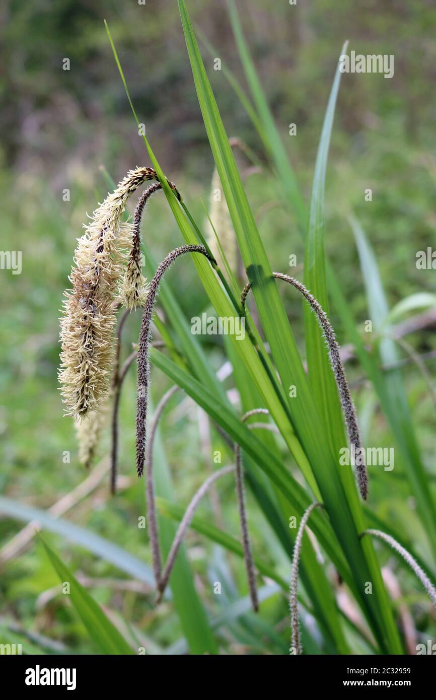 Sedge (Carex) plant with male and female flowers in spring woodland with blurred trees and vegetation in the background. Stock Photo