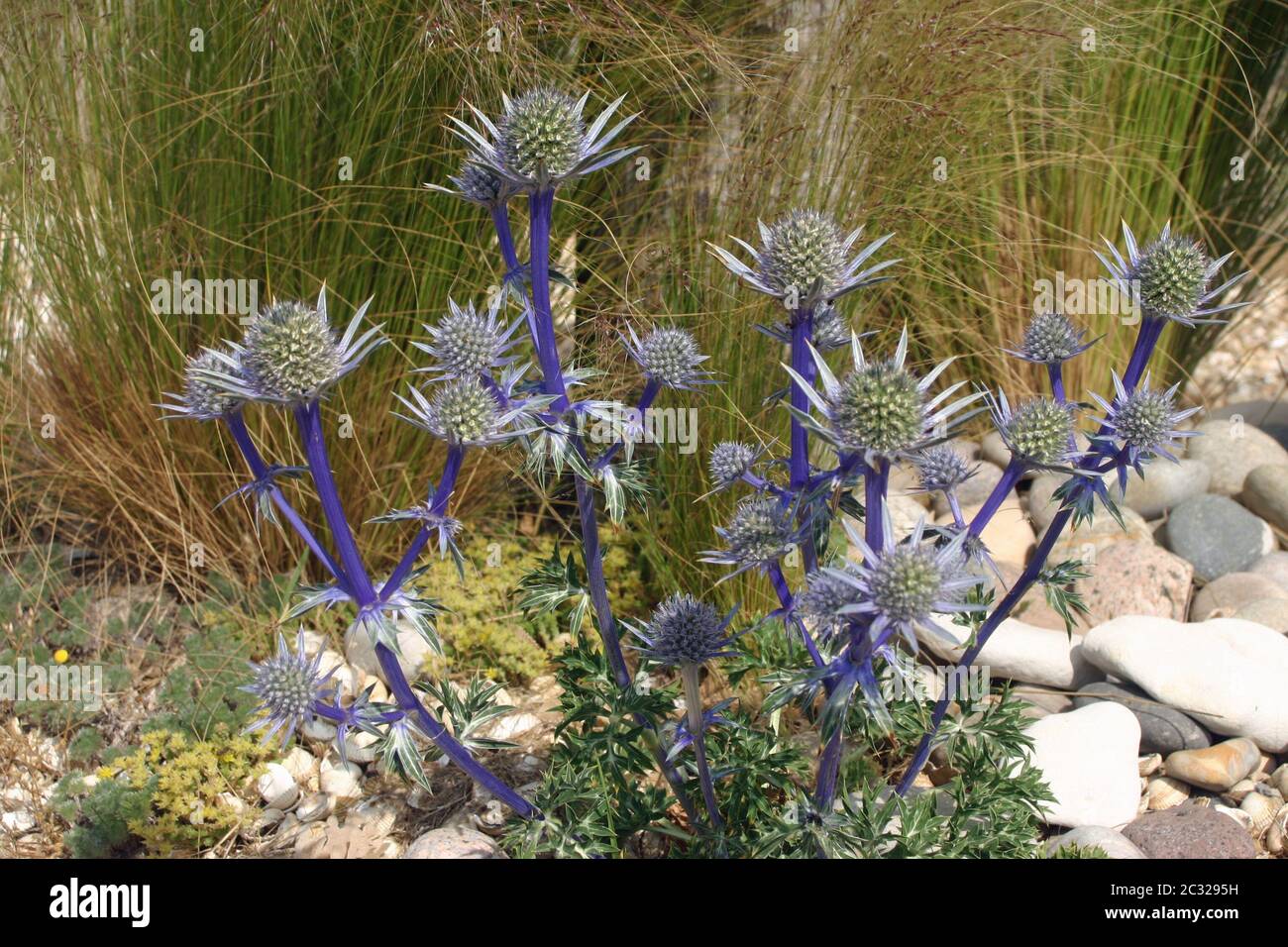 Ornamental sea holly (Eryngium) flowers growing in a flower bed by the beach. Background of grasses, gravel and large pebbles. Stock Photo