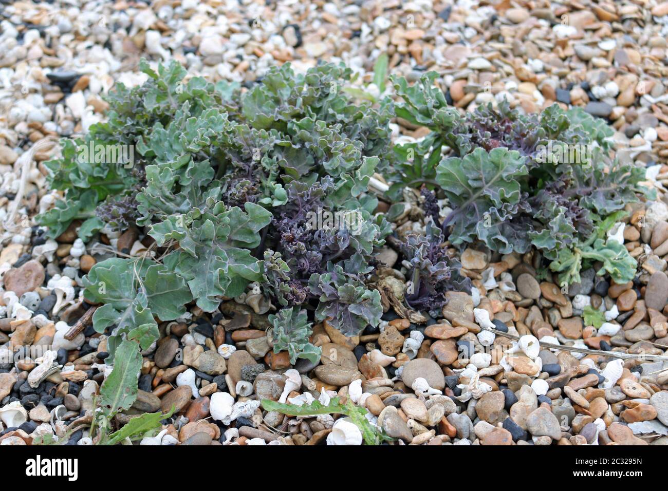 Sea kale (Crambe maritima) on a shingle beach with a background of pebbles and shells. Stock Photo
