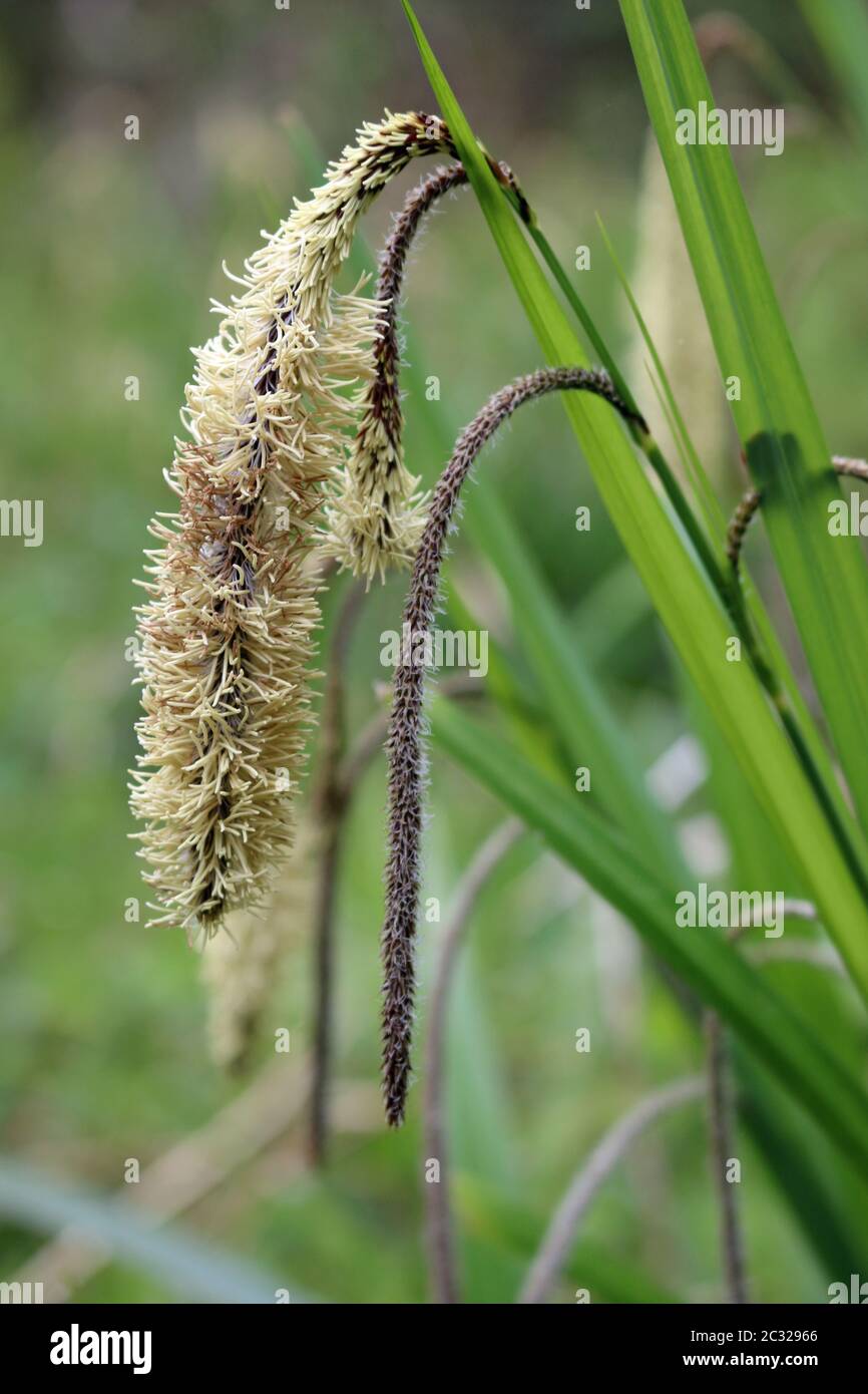 Sedge (Carex) plant in close up with male and female flowers in spring woodland with blurred trees and vegetation in the background. Stock Photo