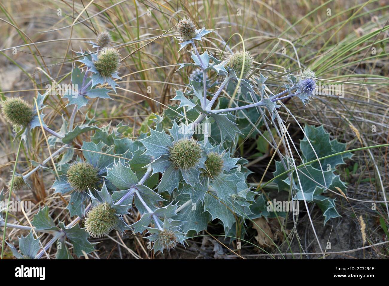 Native UK sea holly, Eryngium maritimum, in flower and growing on a sand dune with grass in the background. Stock Photo