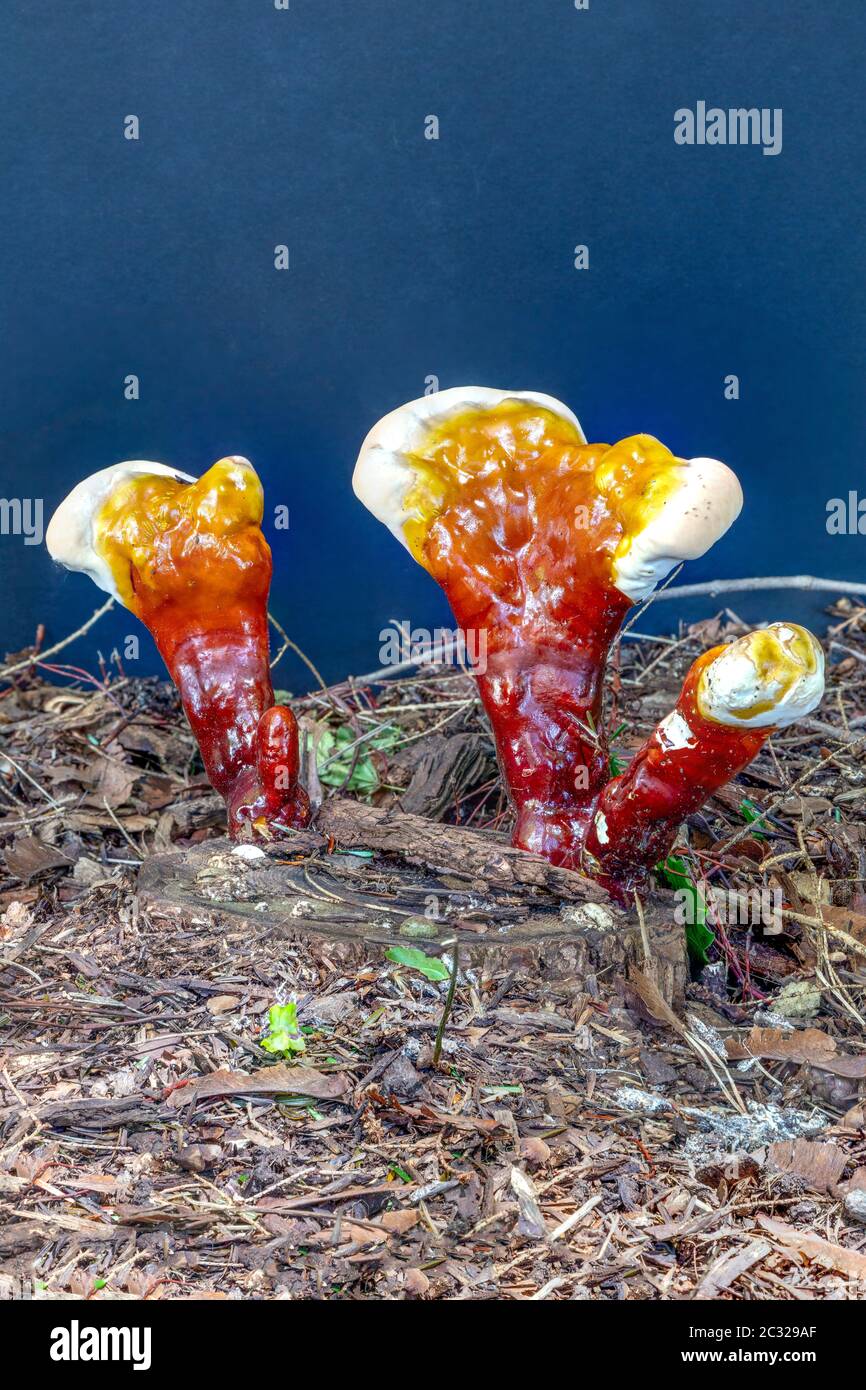 Ganoderma fungus, Ling Zhi mushroom, (Ganoderma lucidium), developing fruiting body, E USA, by James D Coppinger/Dembinsky Photo Assoc Stock Photo