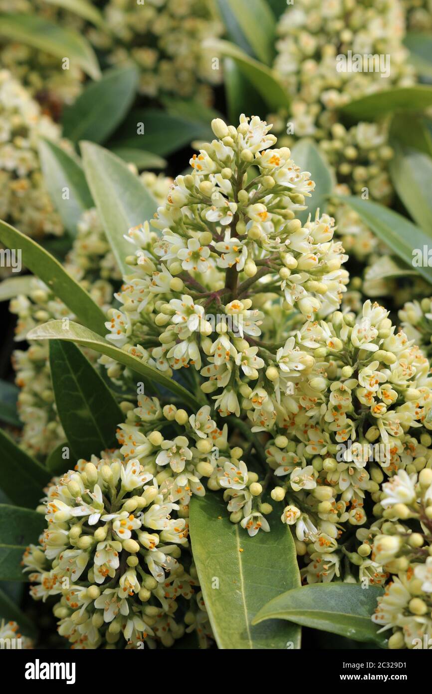 Flowering spikes of the Skimmia x confusa Kew Green evergreen plant in full flower with leaves and flowers of the same plant in the background. Stock Photo