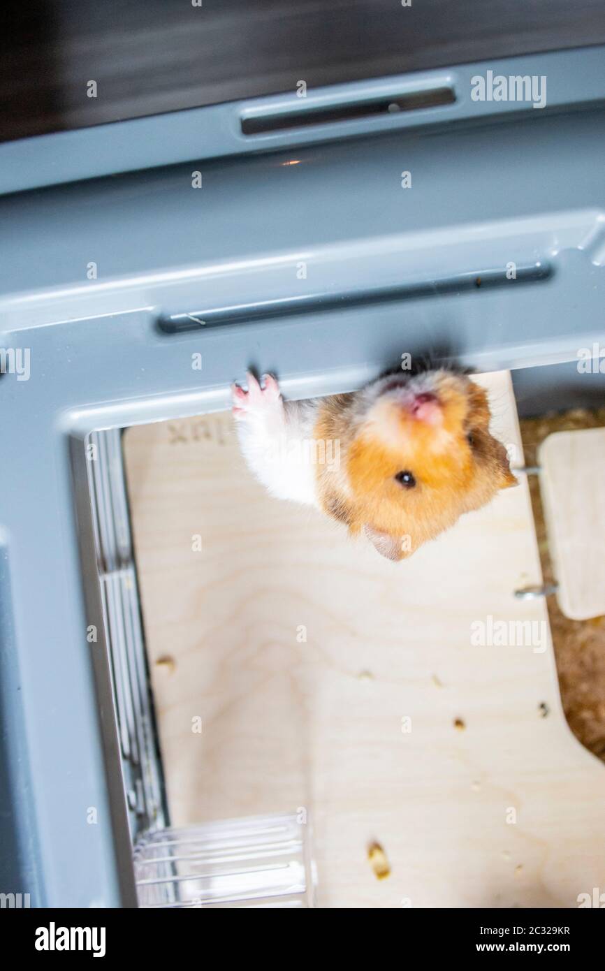 View of Syrian hamster in hamster cage Stock Photo - Alamy