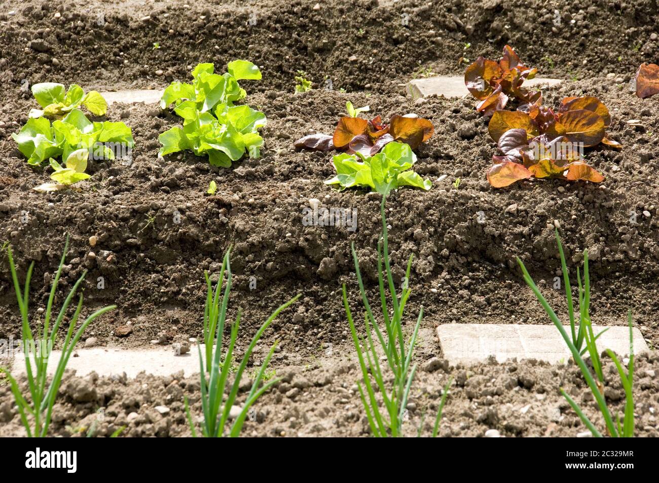 Spring onion allotment hi-res stock photography and images - Alamy