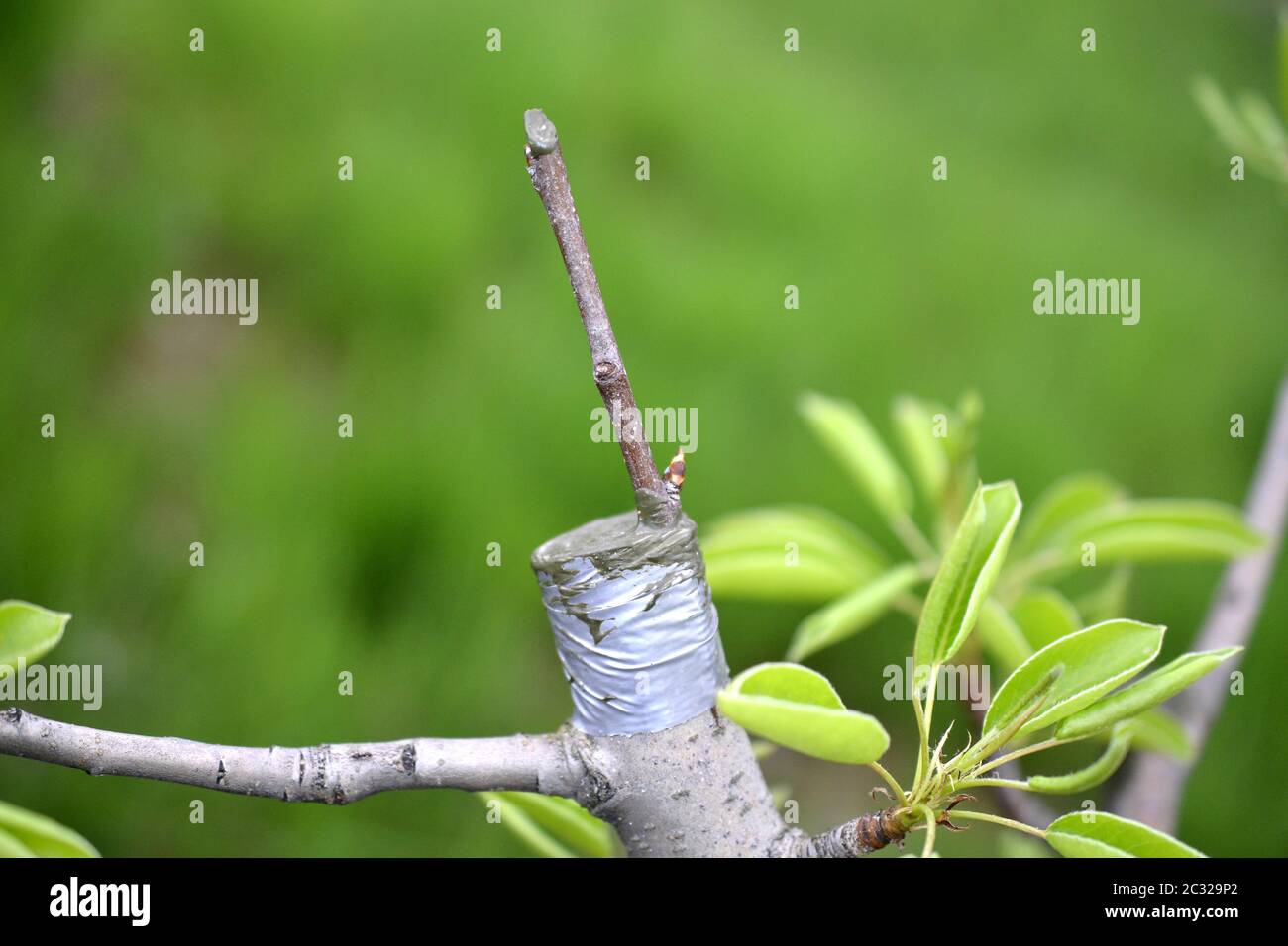 Plant Grafting Tape, Tape Grafting Trees