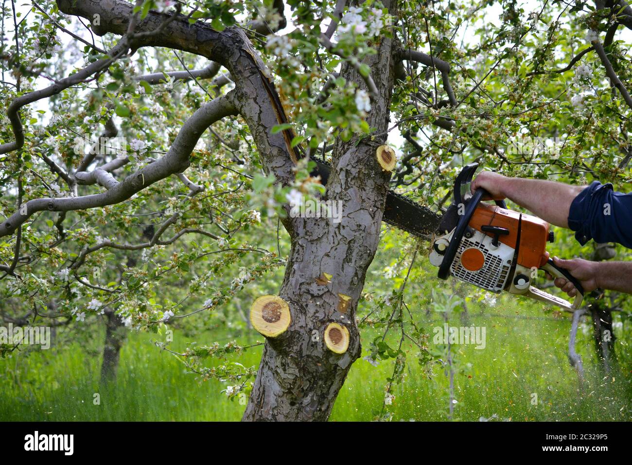 cutting apple tree in blossom with chainsaw, image Stock Photo Alamy