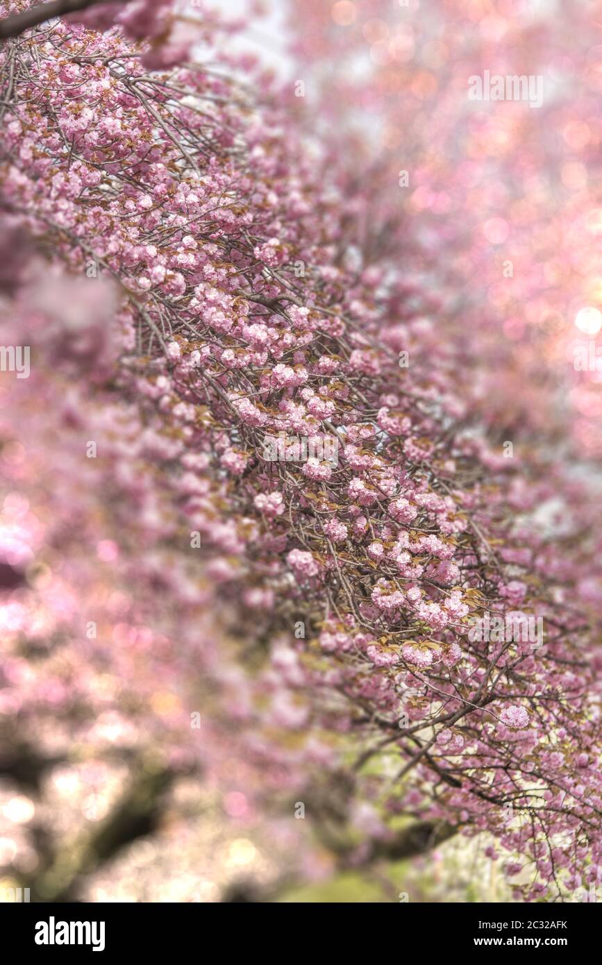 Pink cherry blossoms in bloom with pale bokeh tilt lens effect in Asukayama park in Tokyo Stock Photo