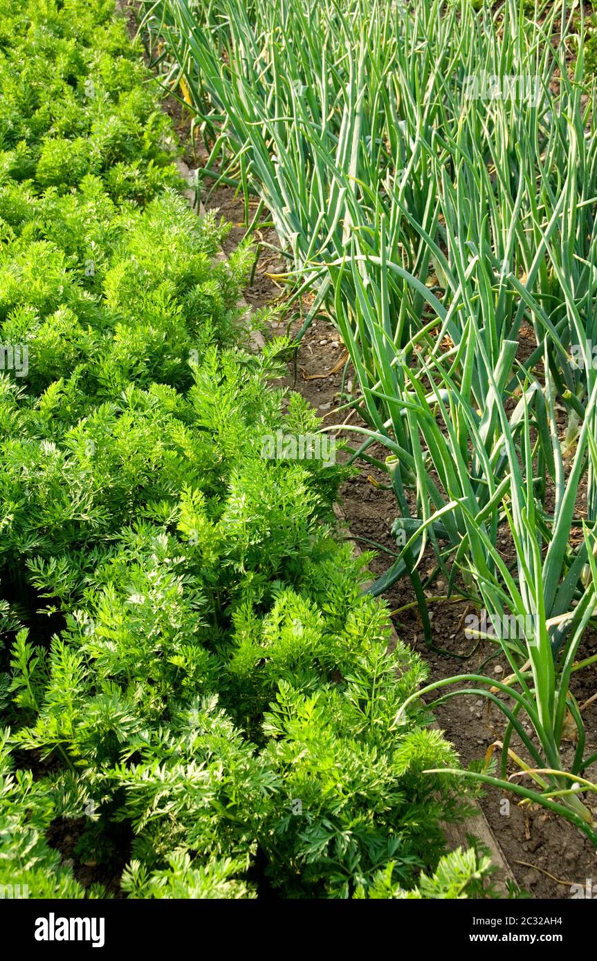 Rows of carrots and onions in an allotment Stock Photo Alamy