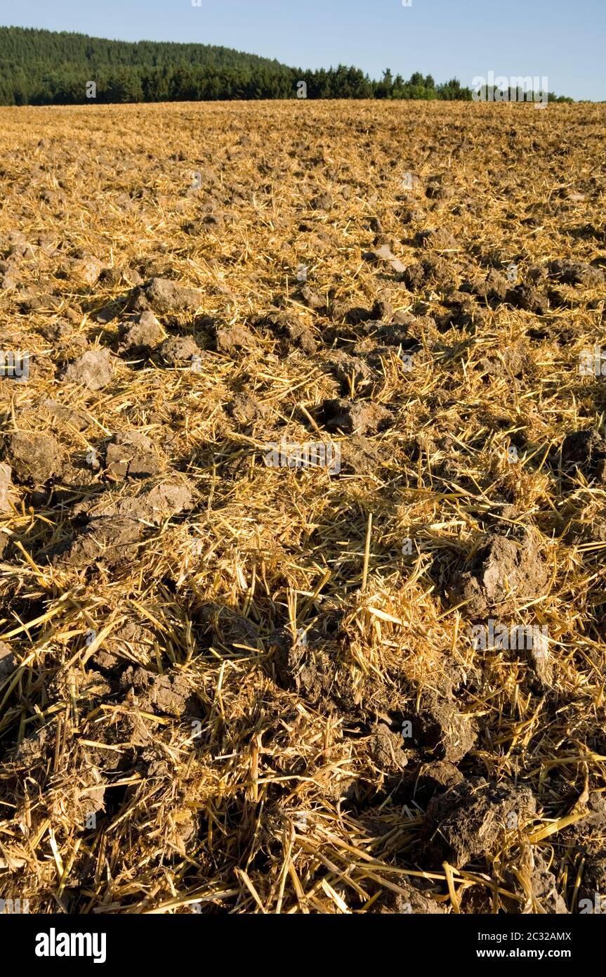 Mulched cereal stubble in the sun. With space for copy Stock Photo - Alamy