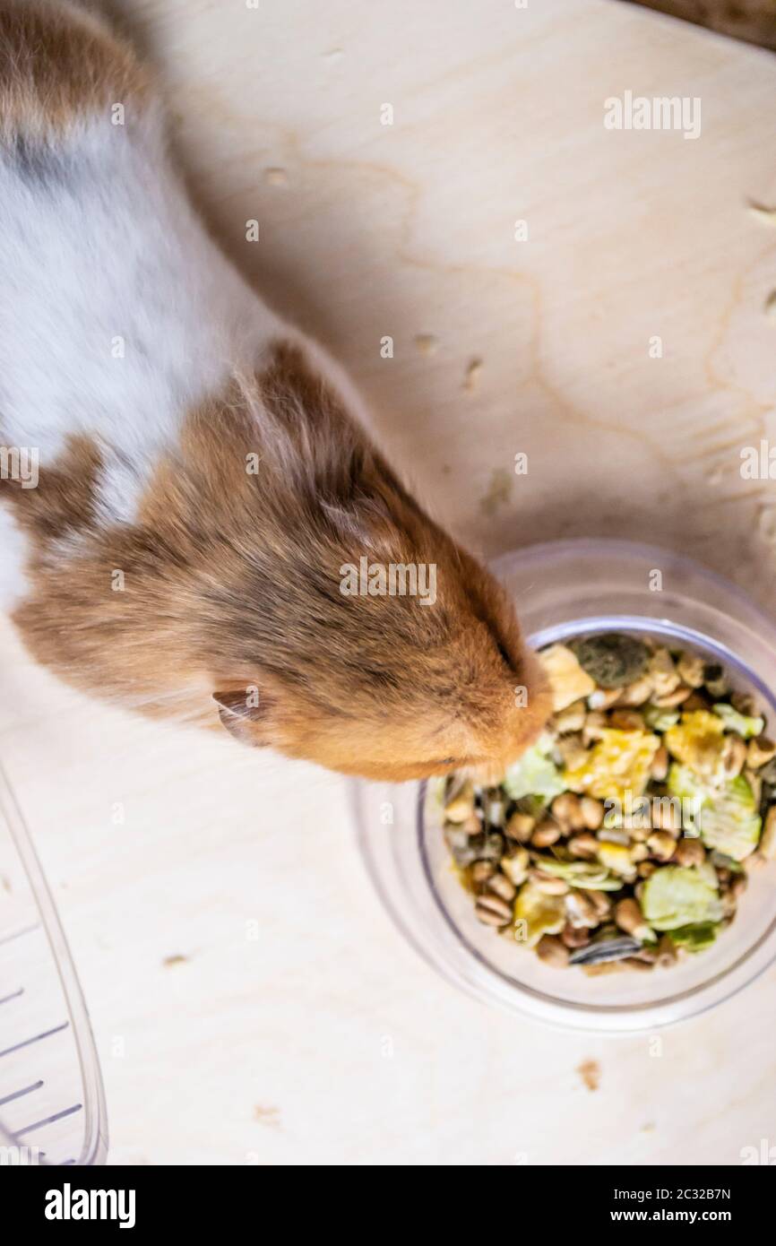 Hamster food cheeks hires stock photography and images Alamy