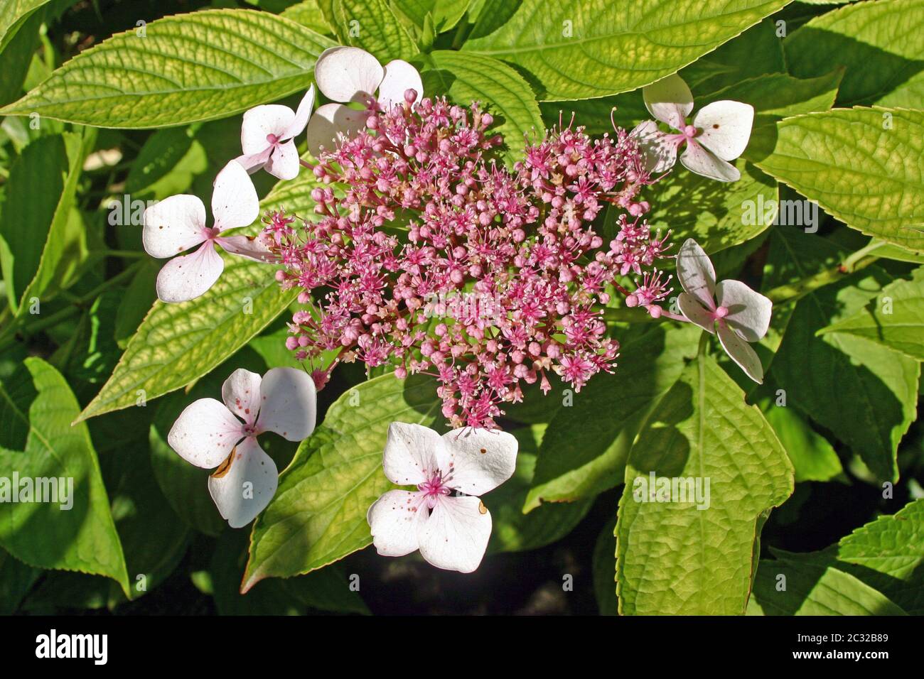 White and pink Hydrangea flowers. Background of leaves Stock Photo - Alamy