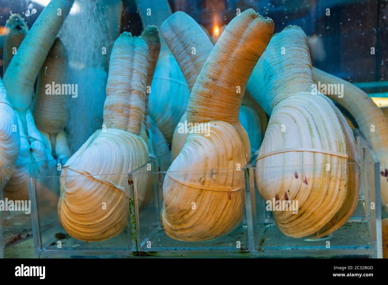 How big 2024 are clams